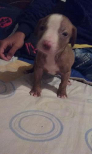 Se Vende Perro Pitbull Macho