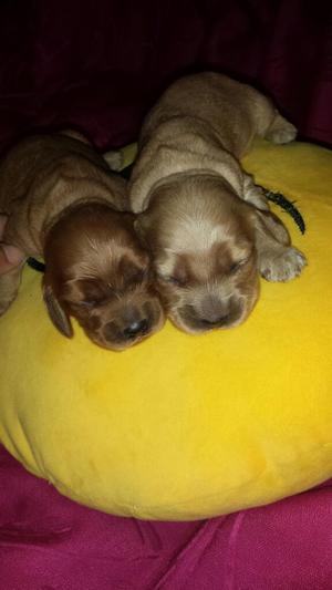 Vendo Cachorrros Cocker Spaniel