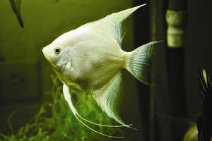 recibo peces en adopcion