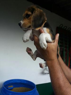 Hermosa Cachorrita Beagle Tricolor