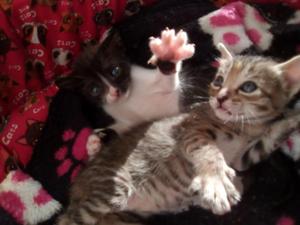 Hermosos gaticos en adopción