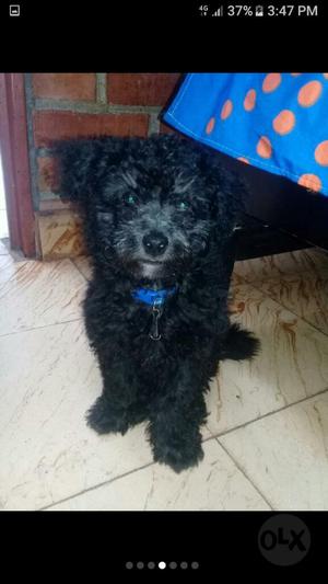 Se Vende French Poodle