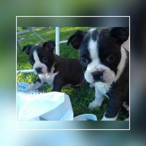 Ala Venta Hermosos Cachorros Boston Terr