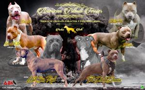 American Pitbull Terrier, lbk Sir Rah x PB Dasha Demon