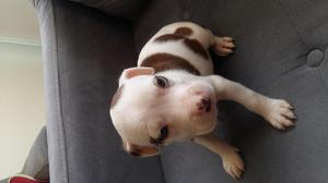 American pitbull terrier