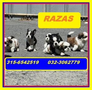 Boston Terrier Canes Razas Puppies