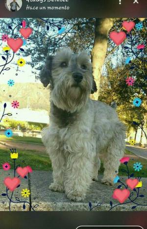 Busco Novio Schnauzer