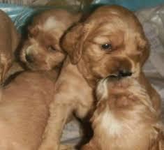 CACHORROS DE COCKER