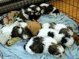 CACHORROS DE SHITZU