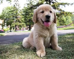 CAchorros de golden