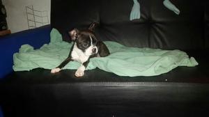 Cachorras Boston Terrier