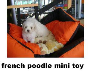 Cachorritos copos de algodon enanitos French poodle minitoy
