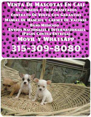 Cachorros Chihuahua