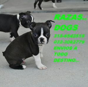 Canes Boston Terrier Dogs