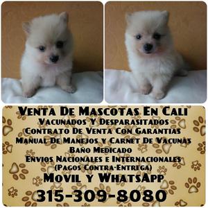 Estupendas mascotas en venta de raza Pomerania lulu