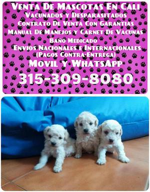 French poodle en venta