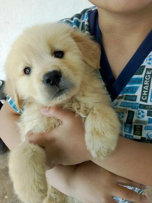 Hermosos Cachorros