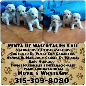 Hermosos French Poodle Mini Toy color blancos
