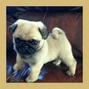 * Hermosos pug