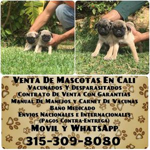 Ideales cachorros Pug carlinos en venta