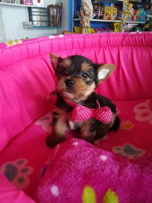 Linda Cachorra Yorkie en Venta