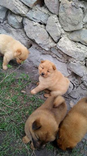 Nlindos Chow Chow