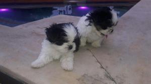 Perritos Chitzu en Venta!