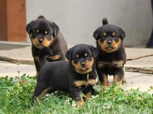 Rottweilier Linea Alemana