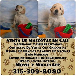 Tenemos para la venta lindos cachorros Golden Retriever