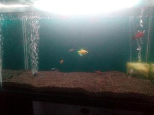 Vendo Acuario Completo