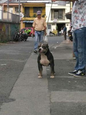 Vendo Cachorro de American Bully