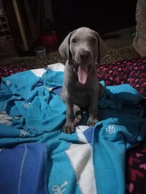 Vendo Precioso Cachorro Weimaraner