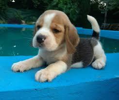 cachorros de beagle