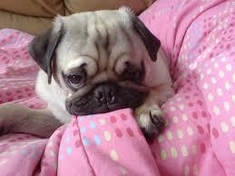 cachorros de pug