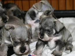 cachorros de schnauzer