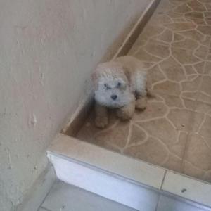 vendo french poodle. 110.ooo negociable
