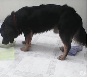 Cárter busca hogar