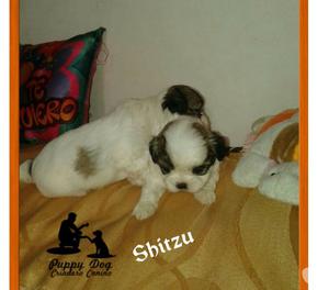 Hermosa Raza Shitzu Miniatura Cachorros Favorables