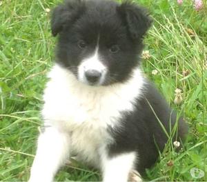 Cachorros Border Collie