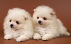 ***AMOROSOS POMERANIAS EN VENTA !!