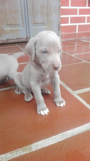 BRACO WEIMARANER