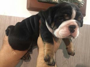 Bulldog Black Tree