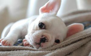 Bulldog Frances Original Blanco
