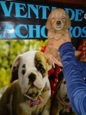 Cachorritos Golden Retriever