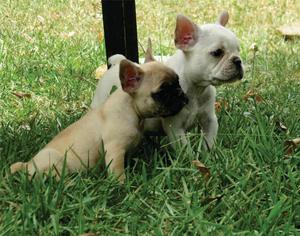 Cachorros Bulldog Frances