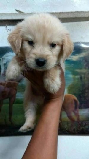 Cachorros Golden Retriever