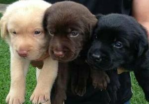 Cachorros Labrador en venta