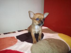 Chihuahua Hembra
