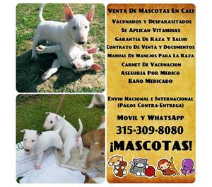 Divinos cachorros Bullterrier originales