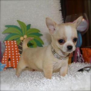 ***ESTUPENDOS CHIHUAHUAS EN VENTA !!